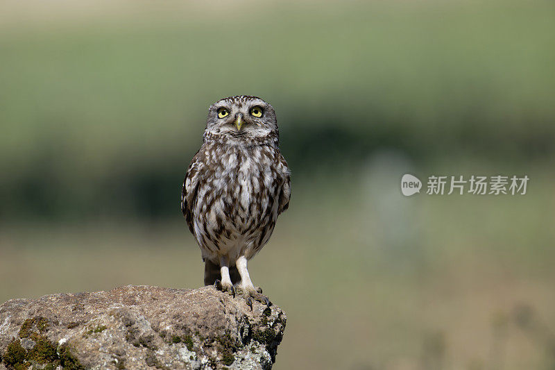 小猫头鹰(Athena noctua)